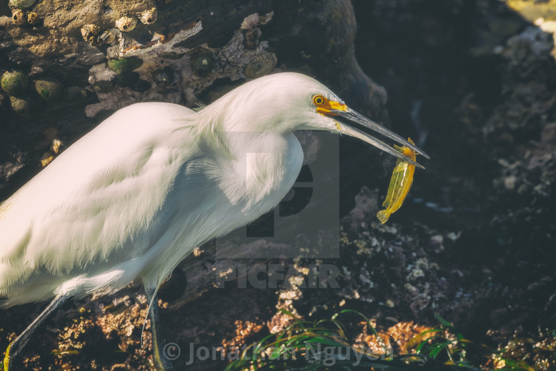 "heron with prey" stock image