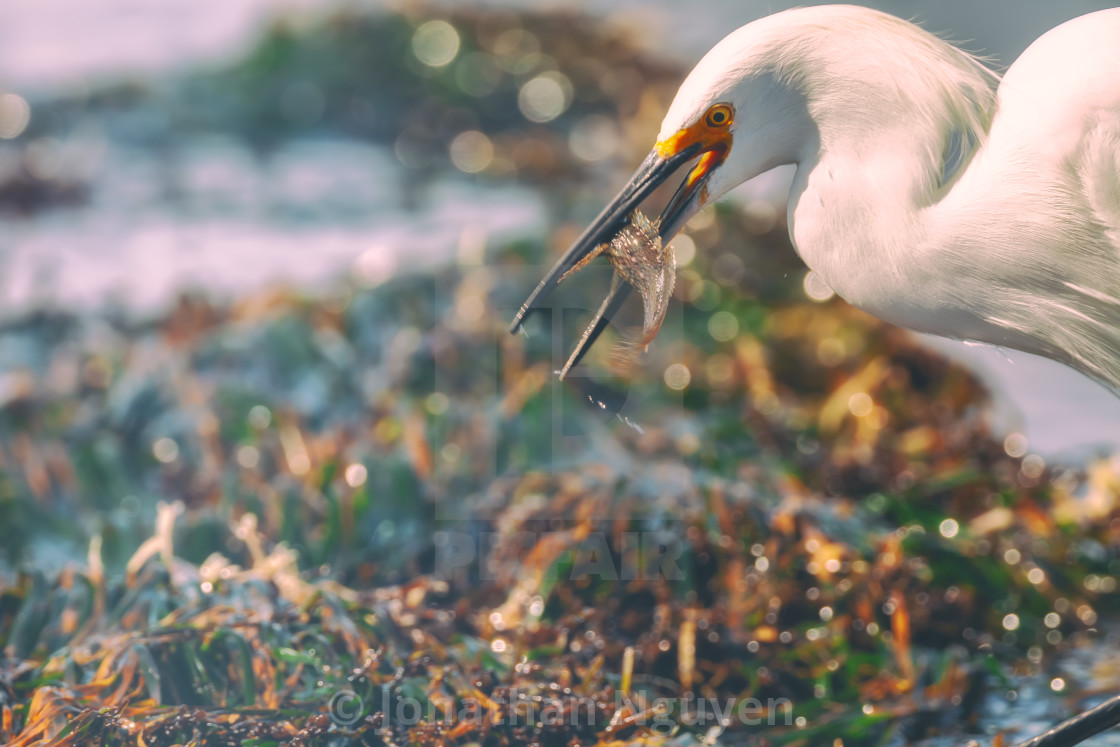 "heron with prey 2" stock image