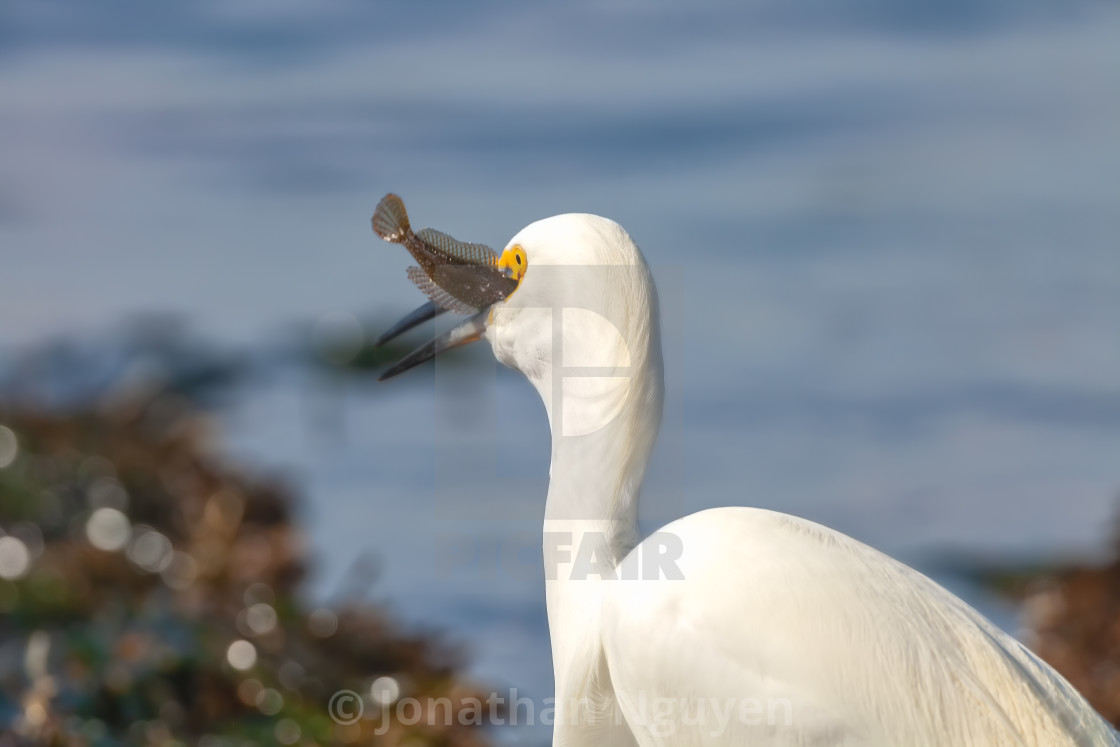 "heron with prey 3" stock image