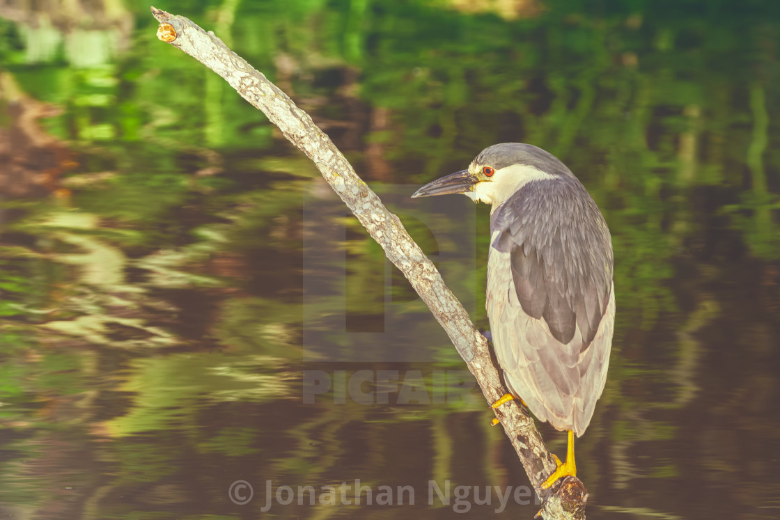 "night heron back" stock image