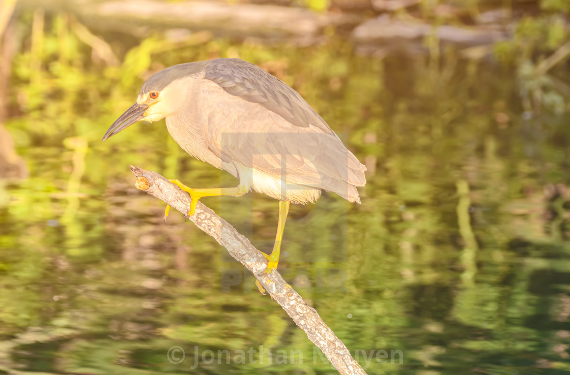 "night heron on branch" stock image