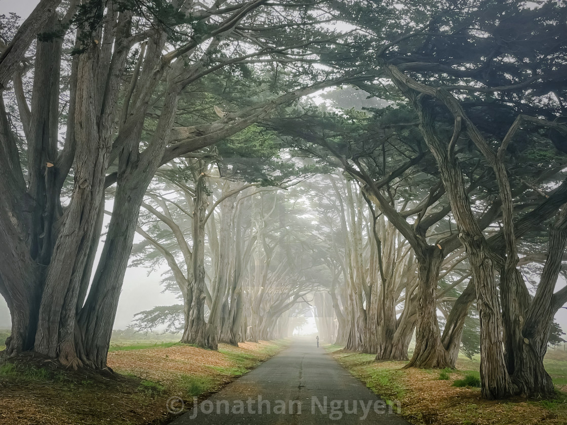 "Foggy Morning" stock image