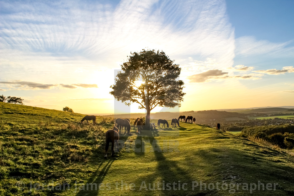 "Pony Heaven" stock image