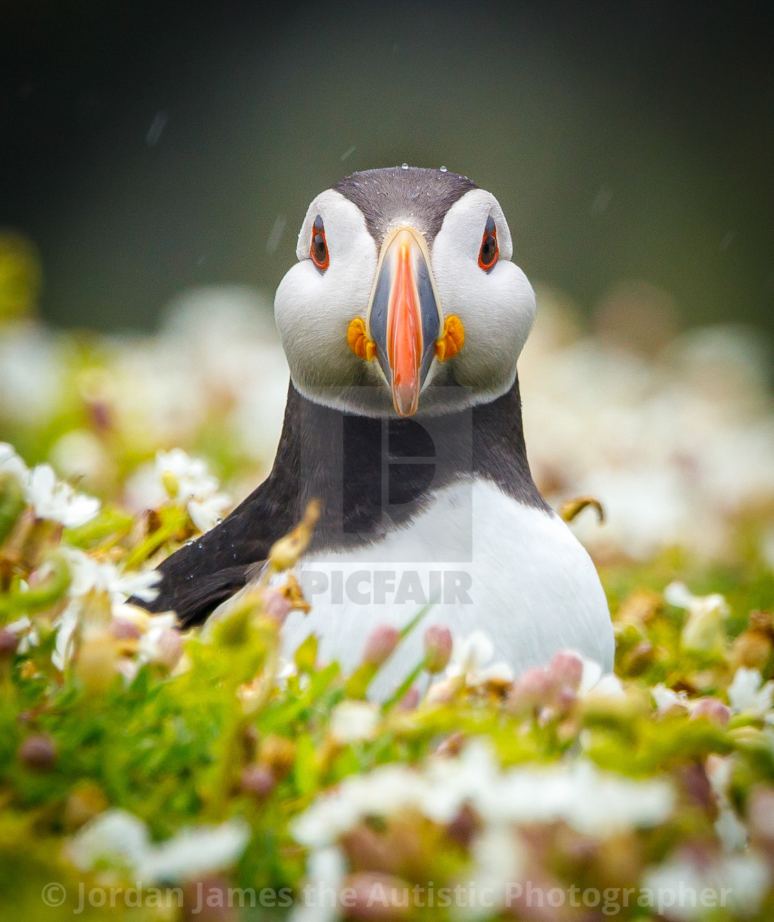 "Puffin shower" stock image