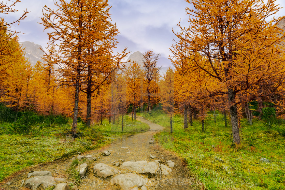 "Autumn Trail Hiking Path In Mountains In Fall Season With Colorful Trees" stock image