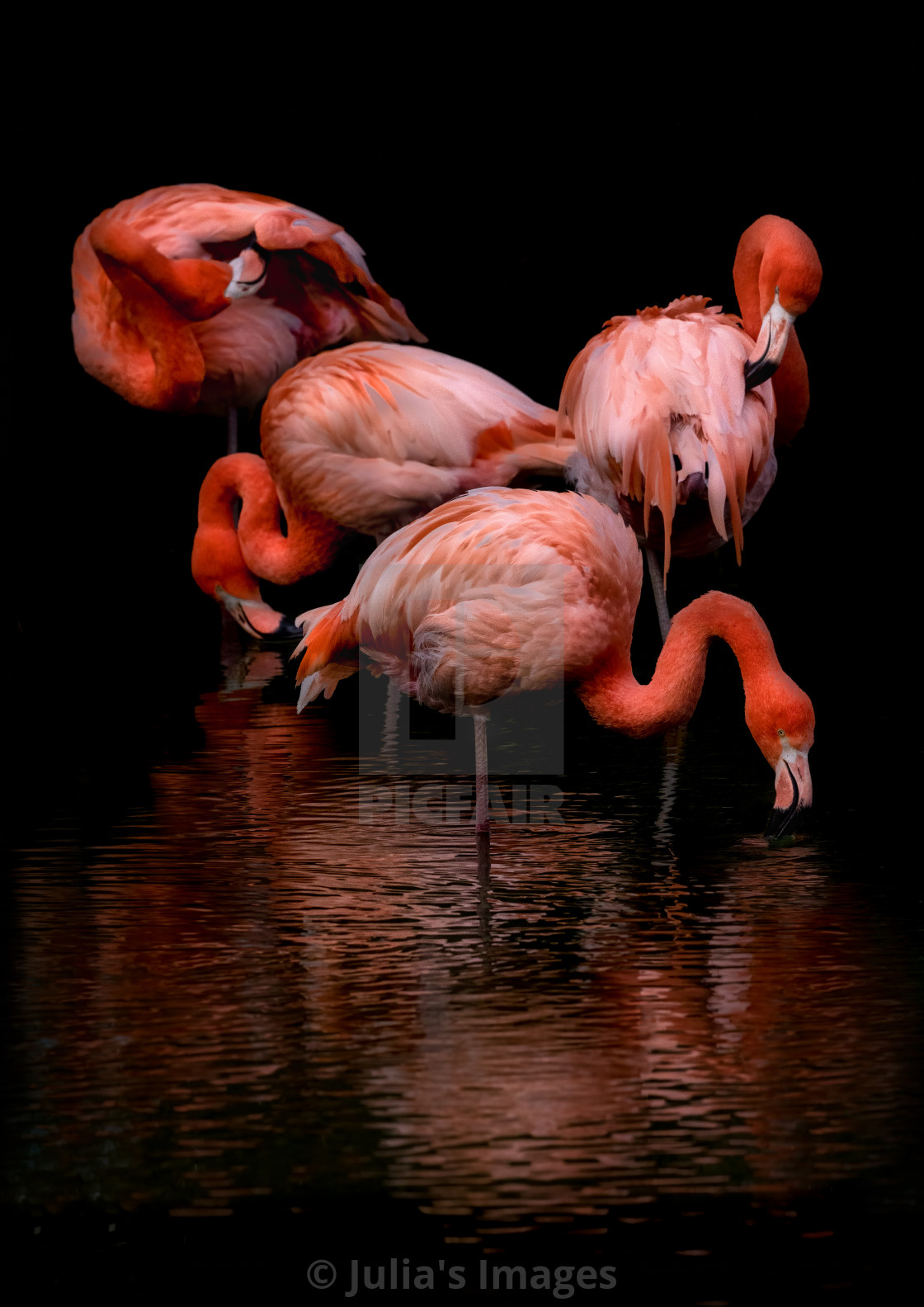 Flamboyant Flamingos - License, download or print for £ | Photos | Picfair Flamboyant Flamingos - License, download or print for £ | Photos | Picfair