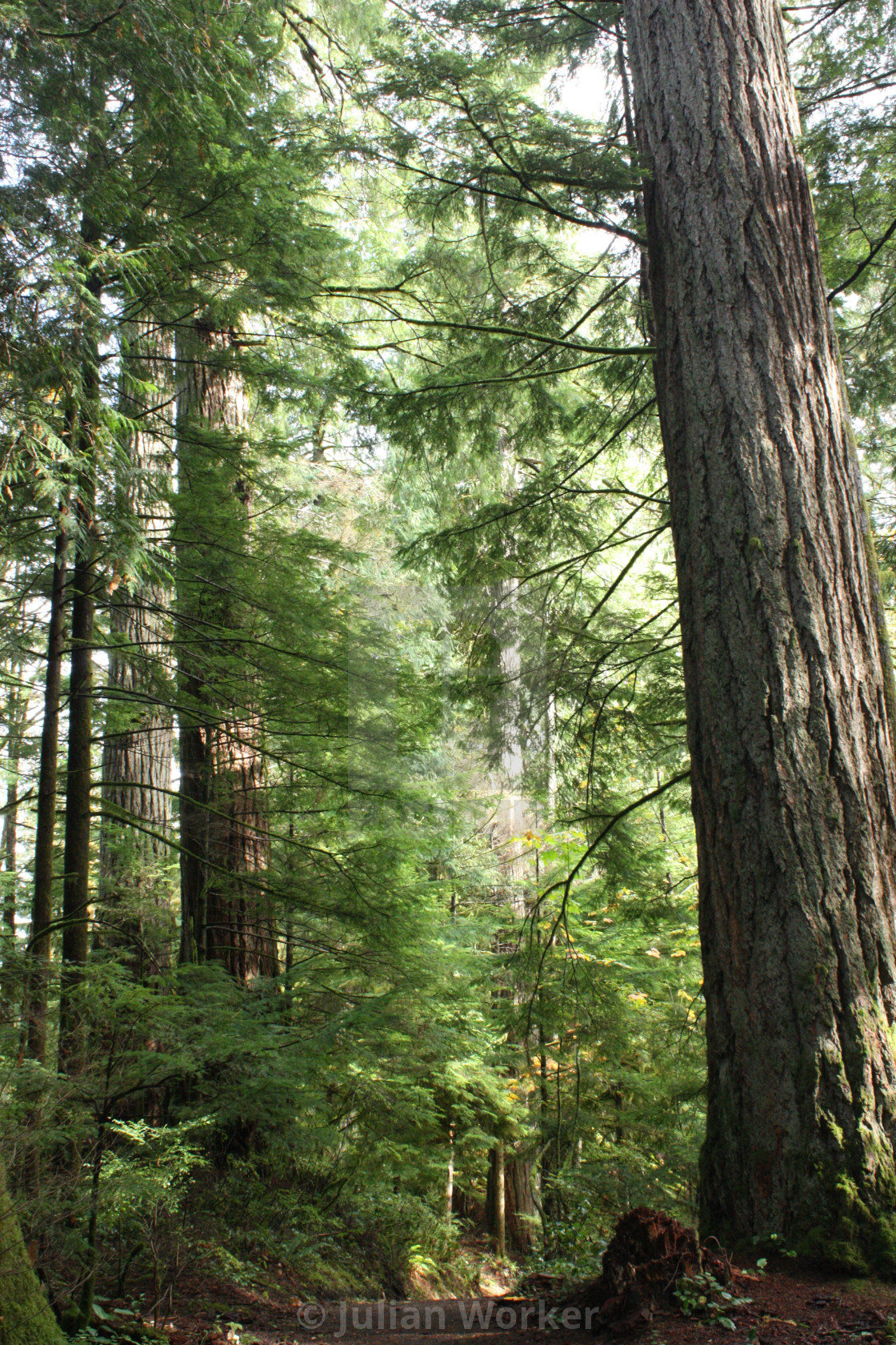 "Trees in the Elk Falls Provincial Park near Campbell River" by Julian Worker - $15.31 "Trees in the Elk Falls Provincial Park near Campbell River" stock image