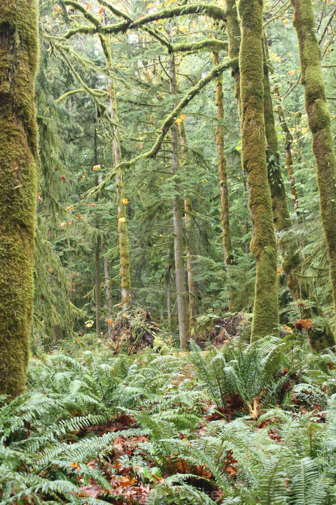 "Trees in the Elk Falls Provincial Park near Campbell River" by Julian Worker - $15.31 "Trees in the Elk Falls Provincial Park near Campbell River" stock image