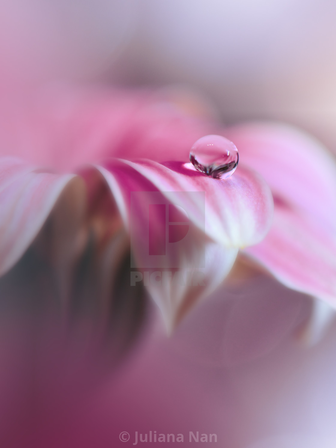 "Beautiful Nature Background.Floral Art Design.Abstract Macro Photography.Gerbera Daisy Flower." stock image