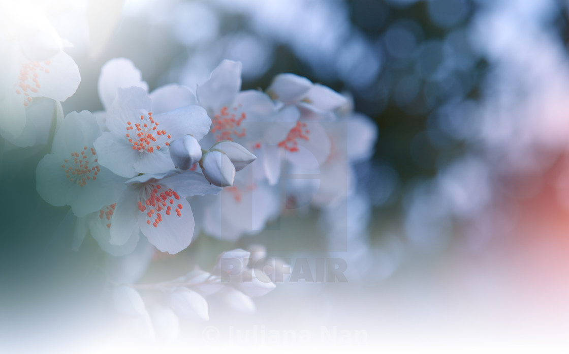 "Beautiful Nature Background.Floral Art Design.Abstract Macro Photography.Jasmine Blossom Tree." stock image