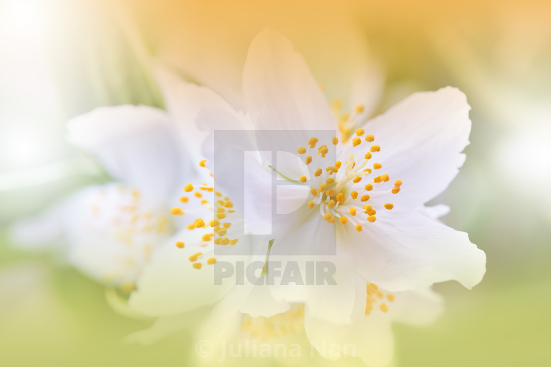 "Beautiful Nature Background.Floral Art Design.Abstract Macro Photography.Jasmine Blossom Tree." stock image