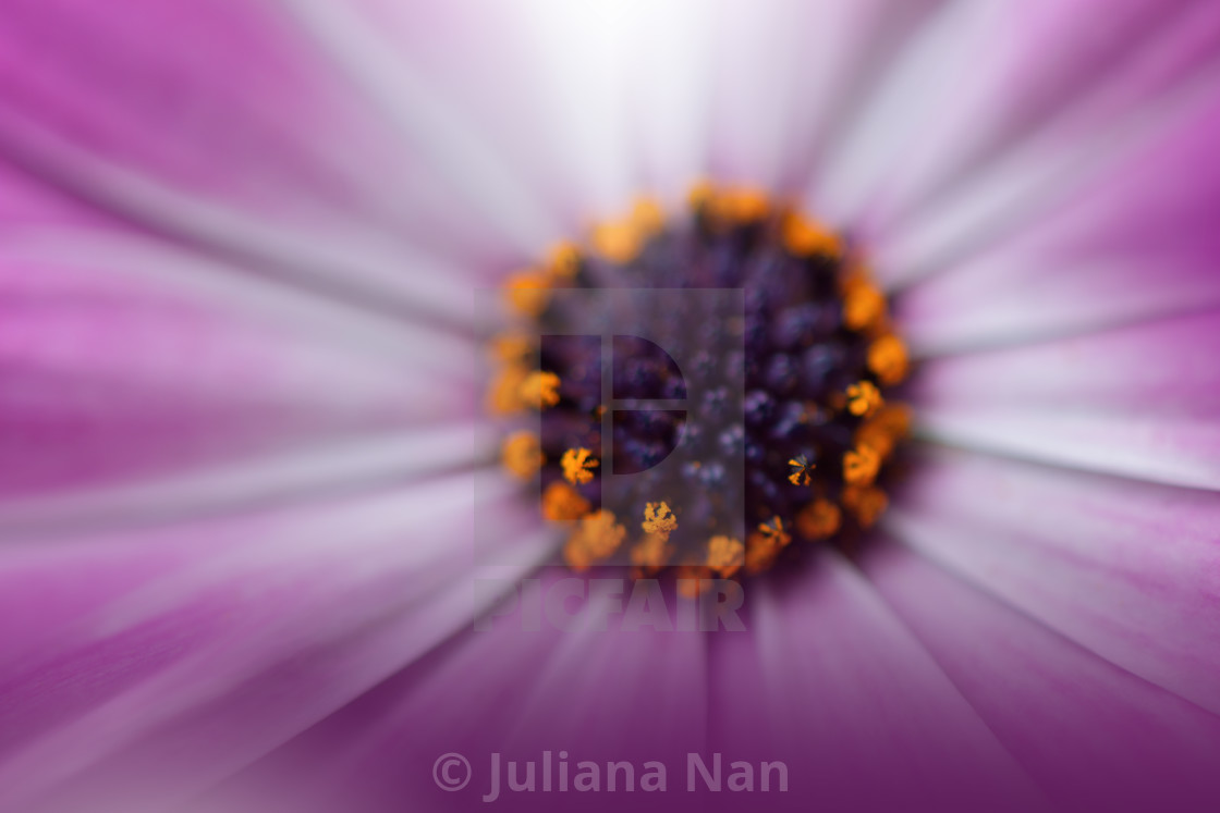 "Beautiful Nature Background.Floral Art Design.Abstract Macro Photography.Daisy Flower." stock image