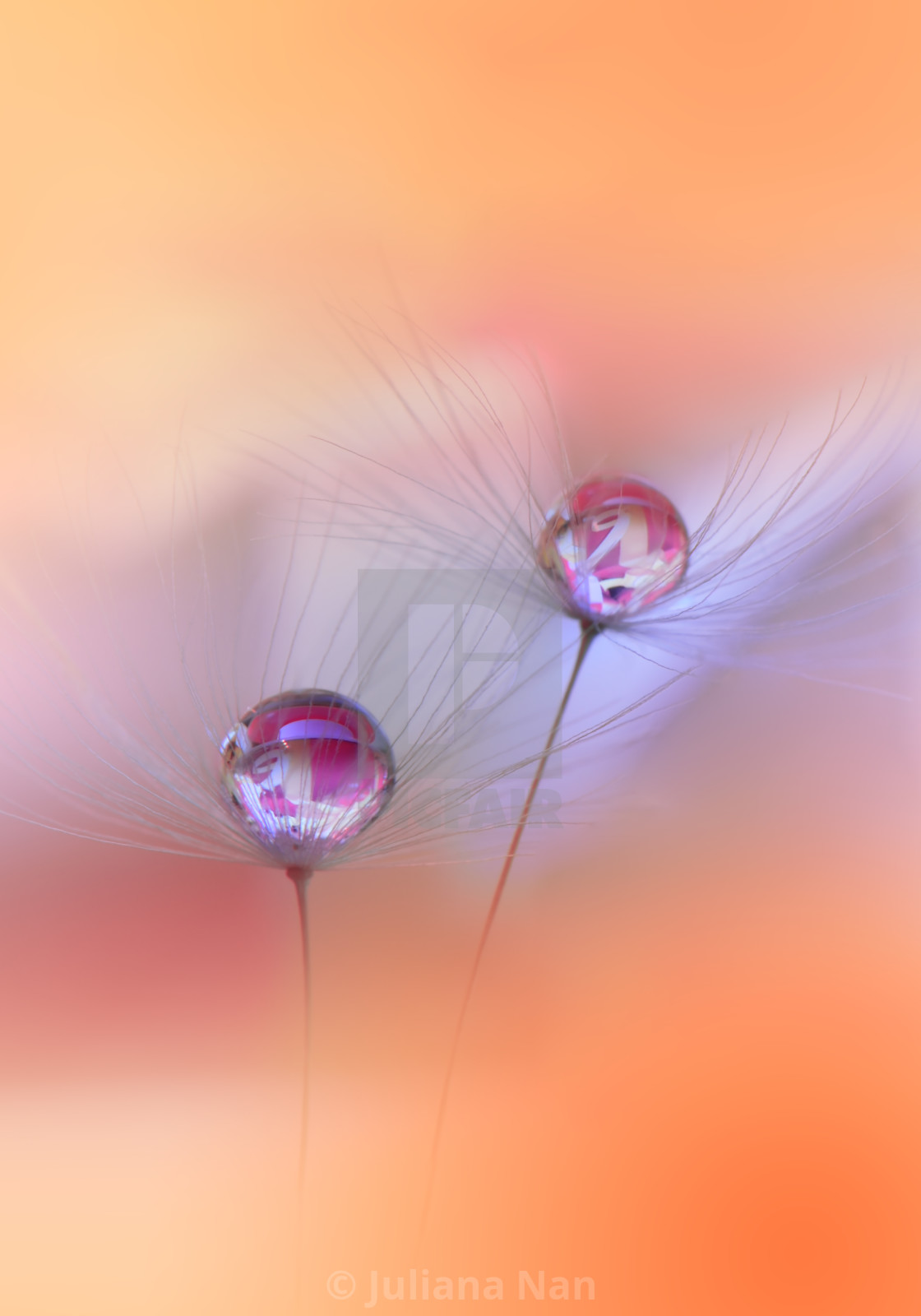 "Beautiful Nature Background.Floral Art Design.Abstract Macro Photography.Pastel Flower.Dandelion Flowers." stock image