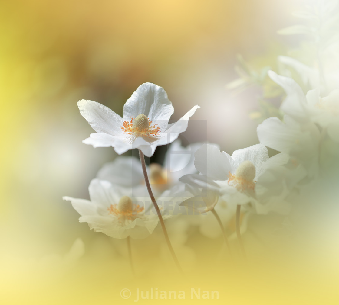 "Beautiful Nature Background.Floral Art Design.Abstract Macro Photography.White Anemone Flower." stock image