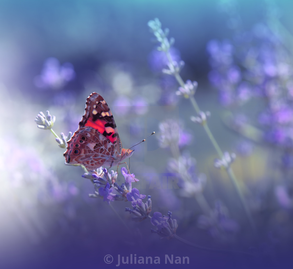 "Beautiful Blue Nature Background.Butterfly and Lavender Field.Summer Floral Background." stock image