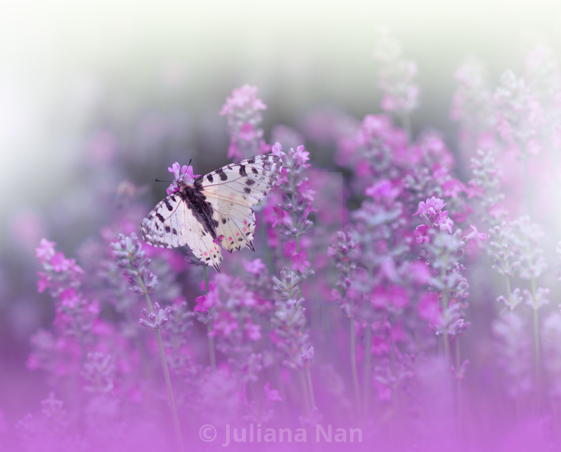 "Beautiful Violet Nature Background.Butterfly and Lavender Field.Summer Butterfly on a Violet Flower." stock image