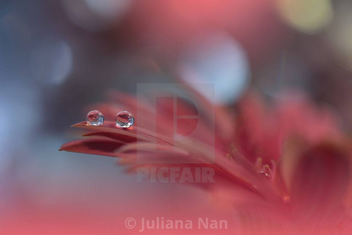 "Beautiful Nature Background.Floral Art Design.Abstract Macro Photography.Gerbera Daisy Flower." stock image