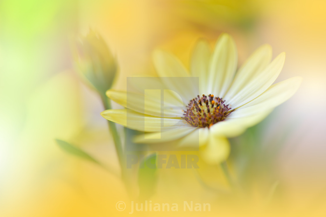 "Beautiful Nature Background.Floral Art Design.Abstract Macro Photography.Gerbera Daisy Flower." stock image