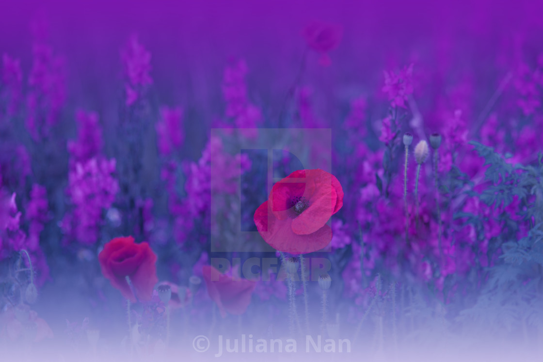 "Macro Photo of Amazing Magic Red Poppy Flowers.Border Art Design.Field of Poppies.Rural Scene." stock image