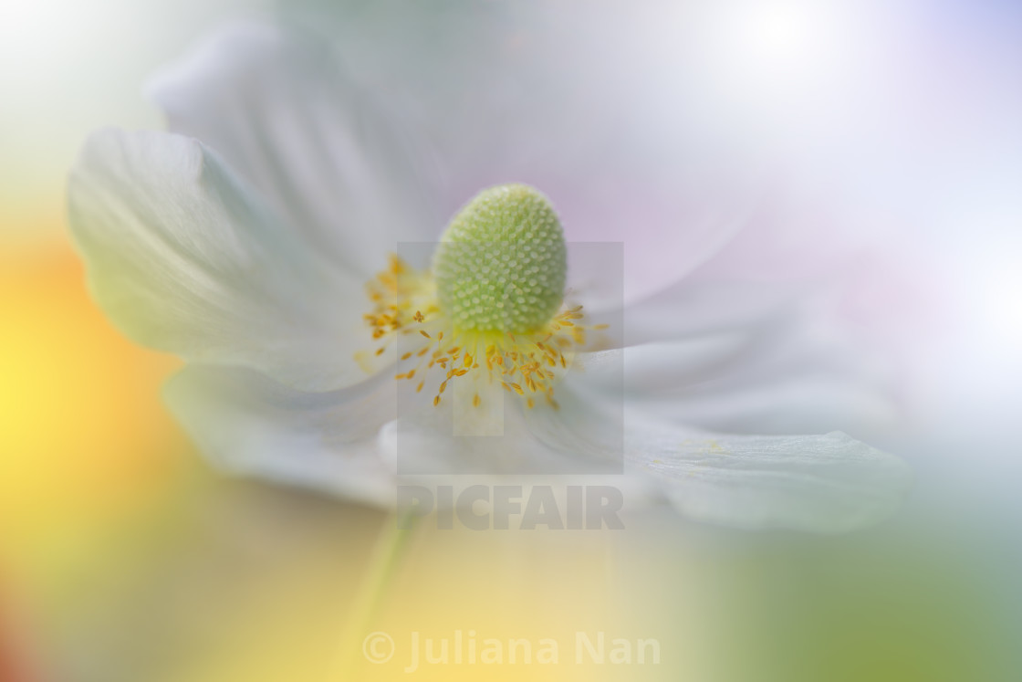 "Macro Shot of Amazing Spring Magic Anemone Flowers.Border Art Design.Magic light.Golden and Yellow Colors." stock image