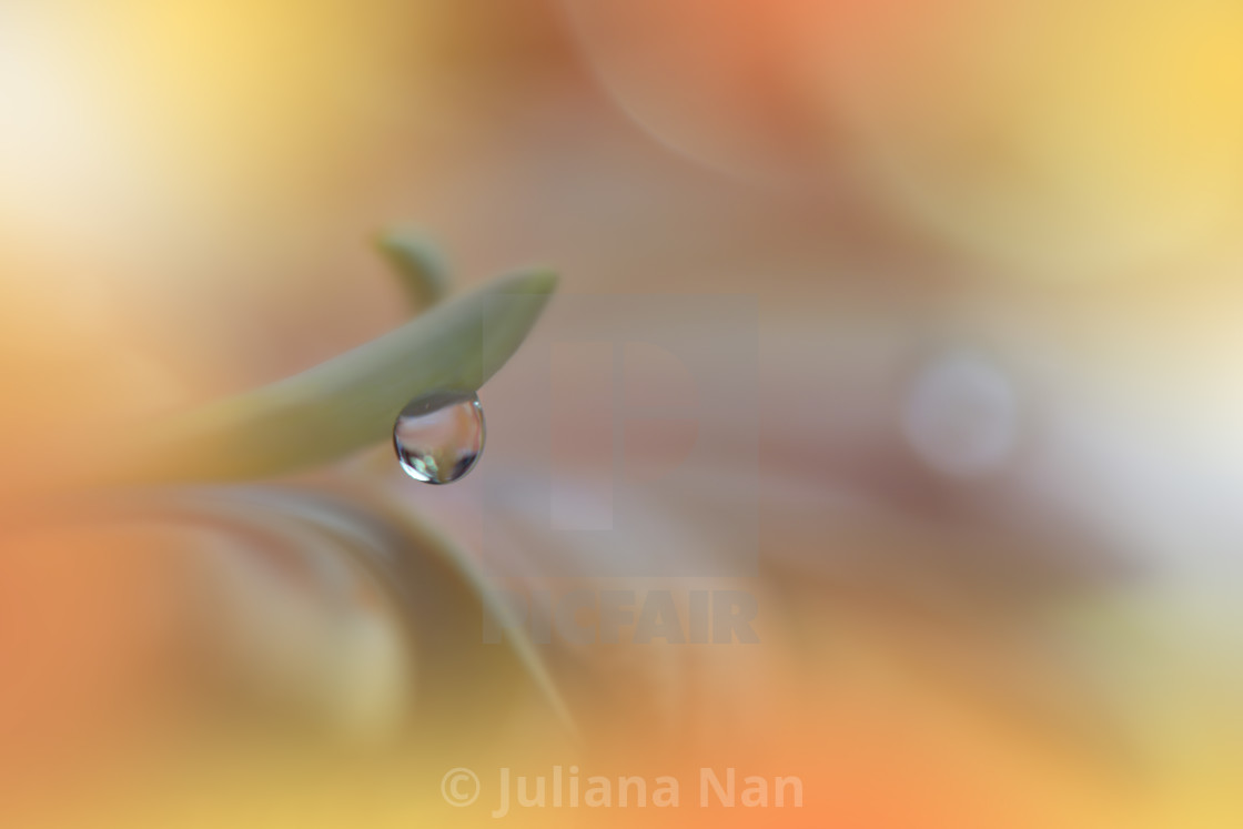 "Beautiful Nature Background.Floral Art Design.Abstract Macro Photography.Gerbera Daisy Flower.Water Drop." stock image