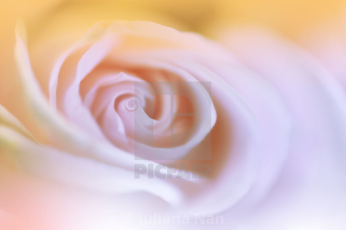 "Beautiful Nature Background.Macro Shot of Amazing Spring Magic Rose Flowers.Golden and Yellow Colors." stock image