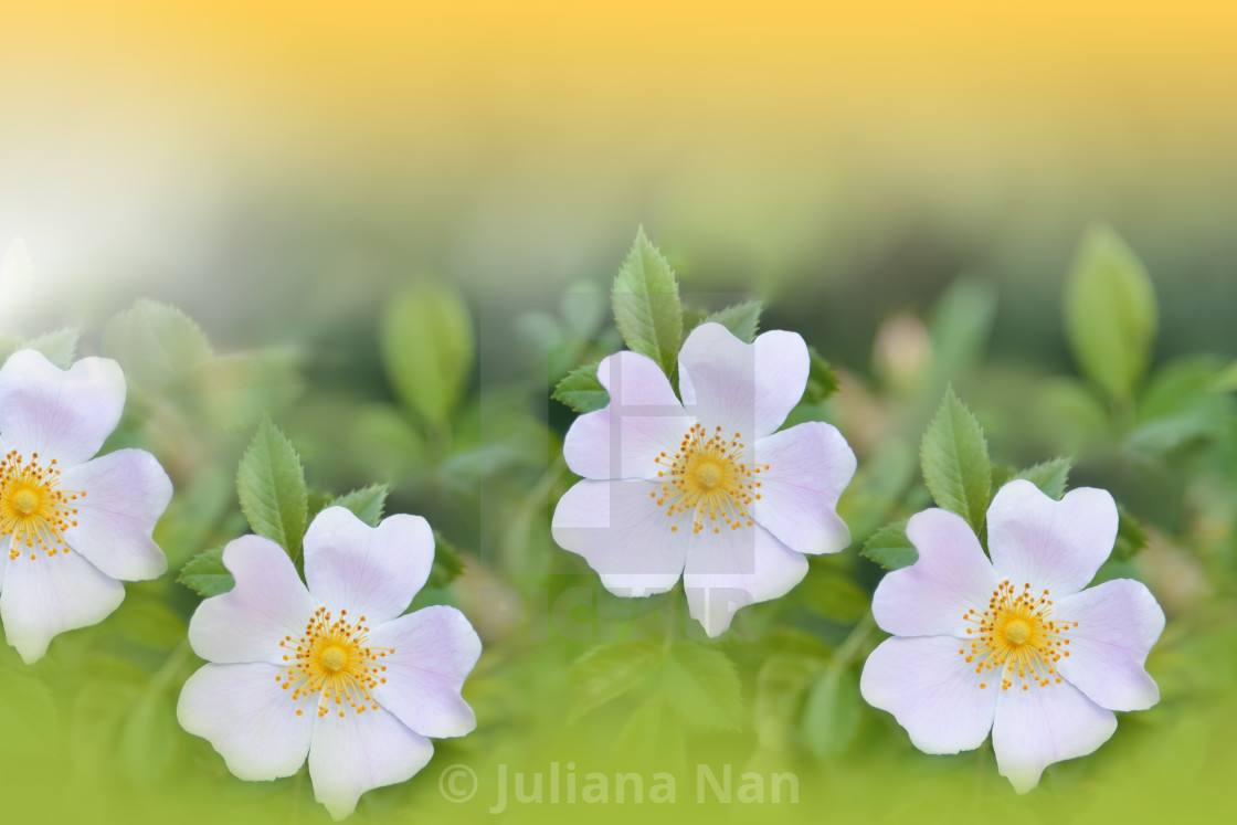 "Beautiful Green Nature Background.Floral Art Design.Abstract Macro Photography.Colorful Flower.Blooming Spring Flowers." stock image