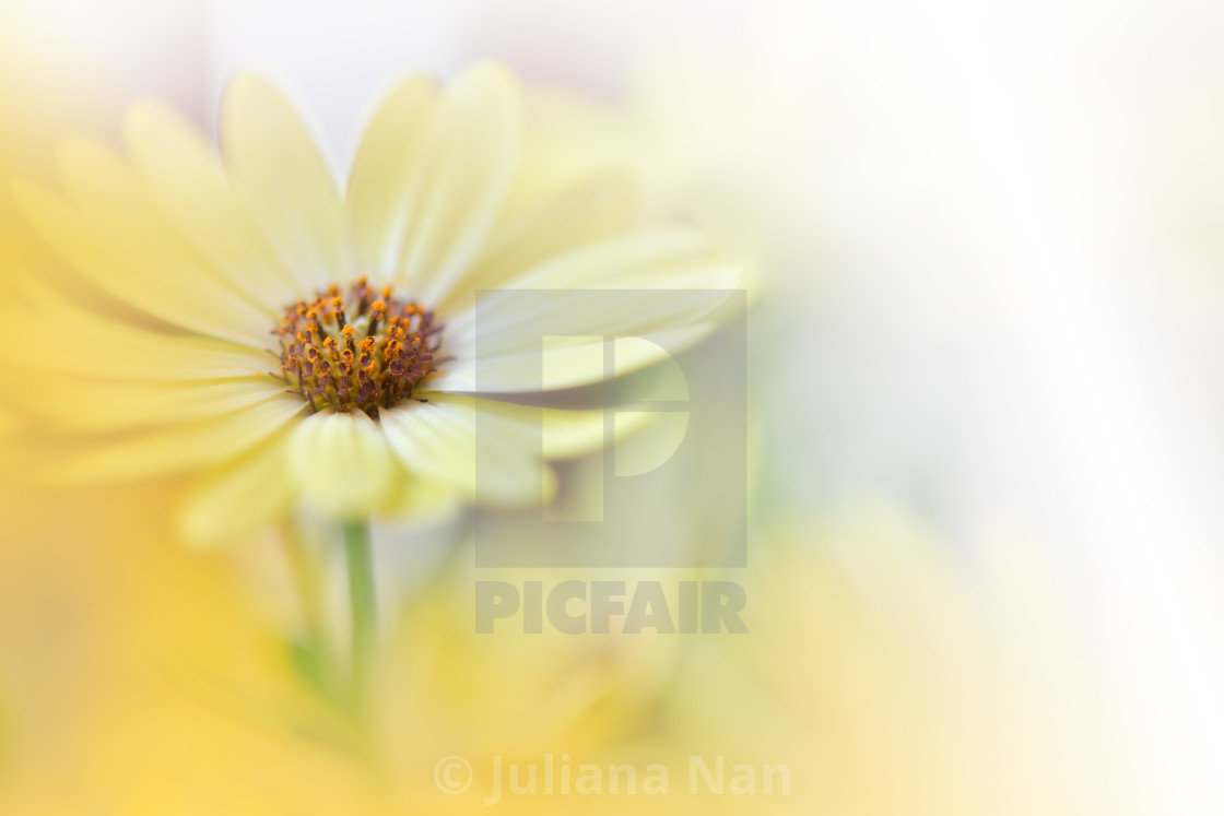 "Beautiful Nature Background.Floral Art Design.Abstract Macro Photography.Daisy Flower.Pastel Flowers.Yellow Background." stock image