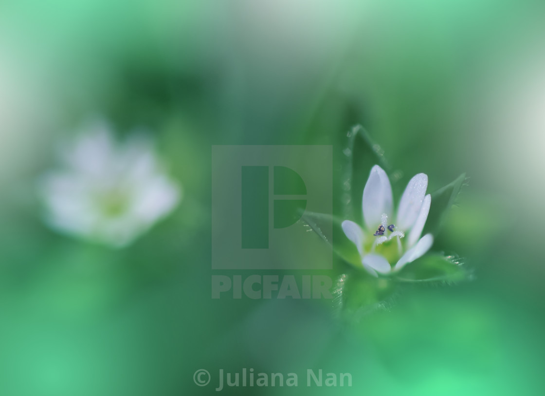 "Beautiful Green Nature Background.Floral Art Design.Abstract Macro Photography.Colorful Flower.Blooming Spring Flowers." stock image