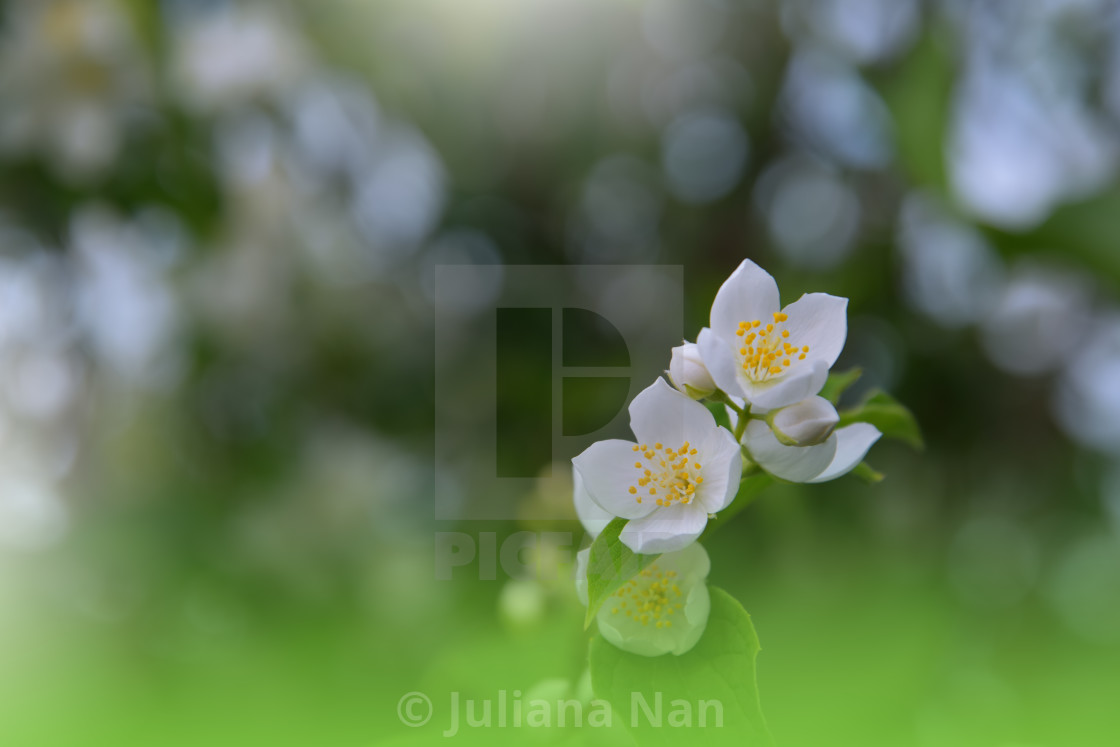 "Beautiful Green Nature Background.Floral Art Design.Abstract Macro Photography.Colorful Flower.Blooming Spring Flowers." stock image