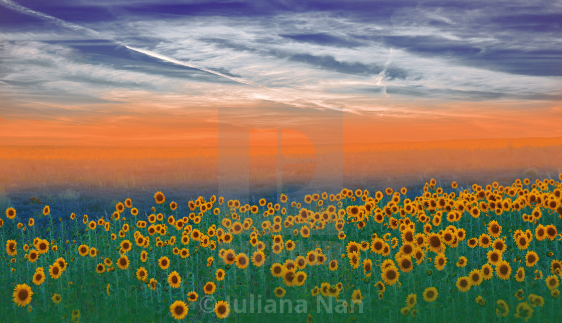 "Sunflowers field landscape.Orange Nature Background.Field of blooming sunflowers on a background sunset." stock image
