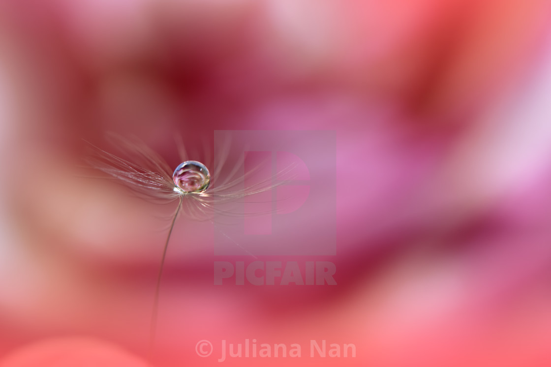 "Beautiful Nature Background.Floral Art Design.Abstract Macro Photography.Pastel Flower.Dandelion Flowers.Pink Background." stock image