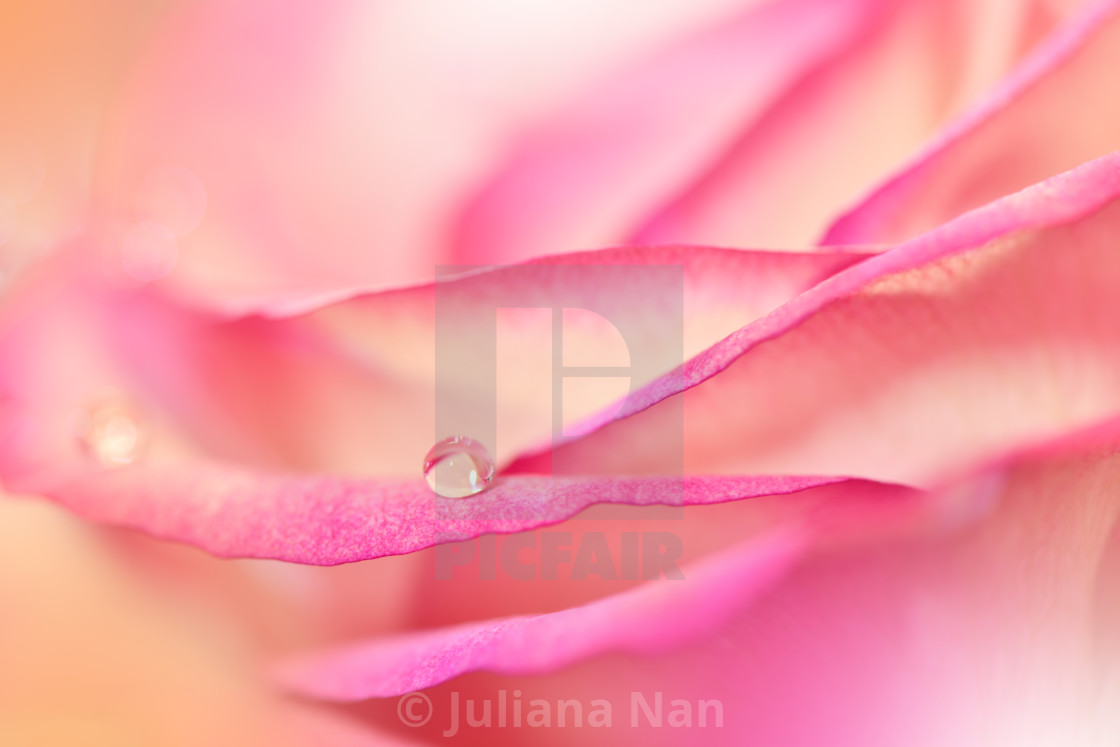 "Beautiful Nature Background.Amazing Pink Rose Flower.Water Drop.Conceptual Abstract Image." stock image