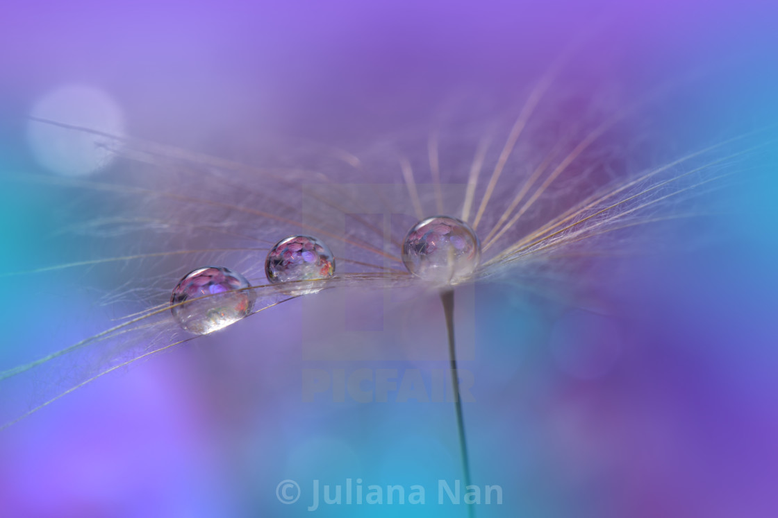 "Beautiful Nature Background.Floral Art Design.Abstract Macro Photography.Pastel Flower.Dandelion Flowers.Violet Background." stock image