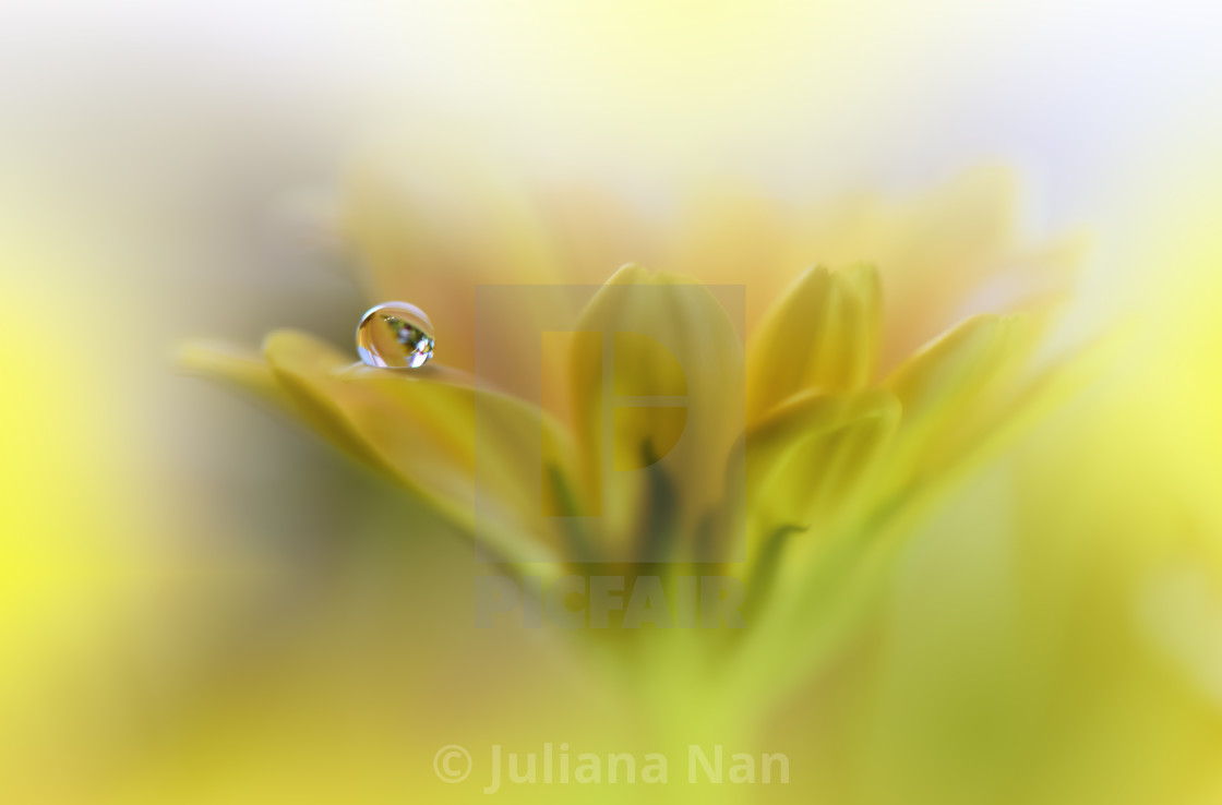 "Beautiful macro shot of magic flowers.Border art design. Magic light.Extreme close up macro photography.Conceptual abstract image.Yellow and White Background." stock image