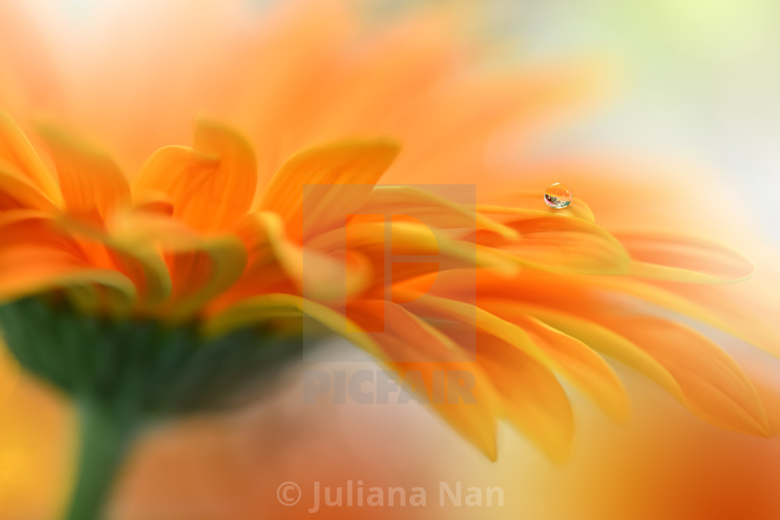 "Beautiful macro shot of magic flowers.Border art design. Magic light.Extreme close up macro photography.Conceptual abstract image.Orange and White Background." stock image