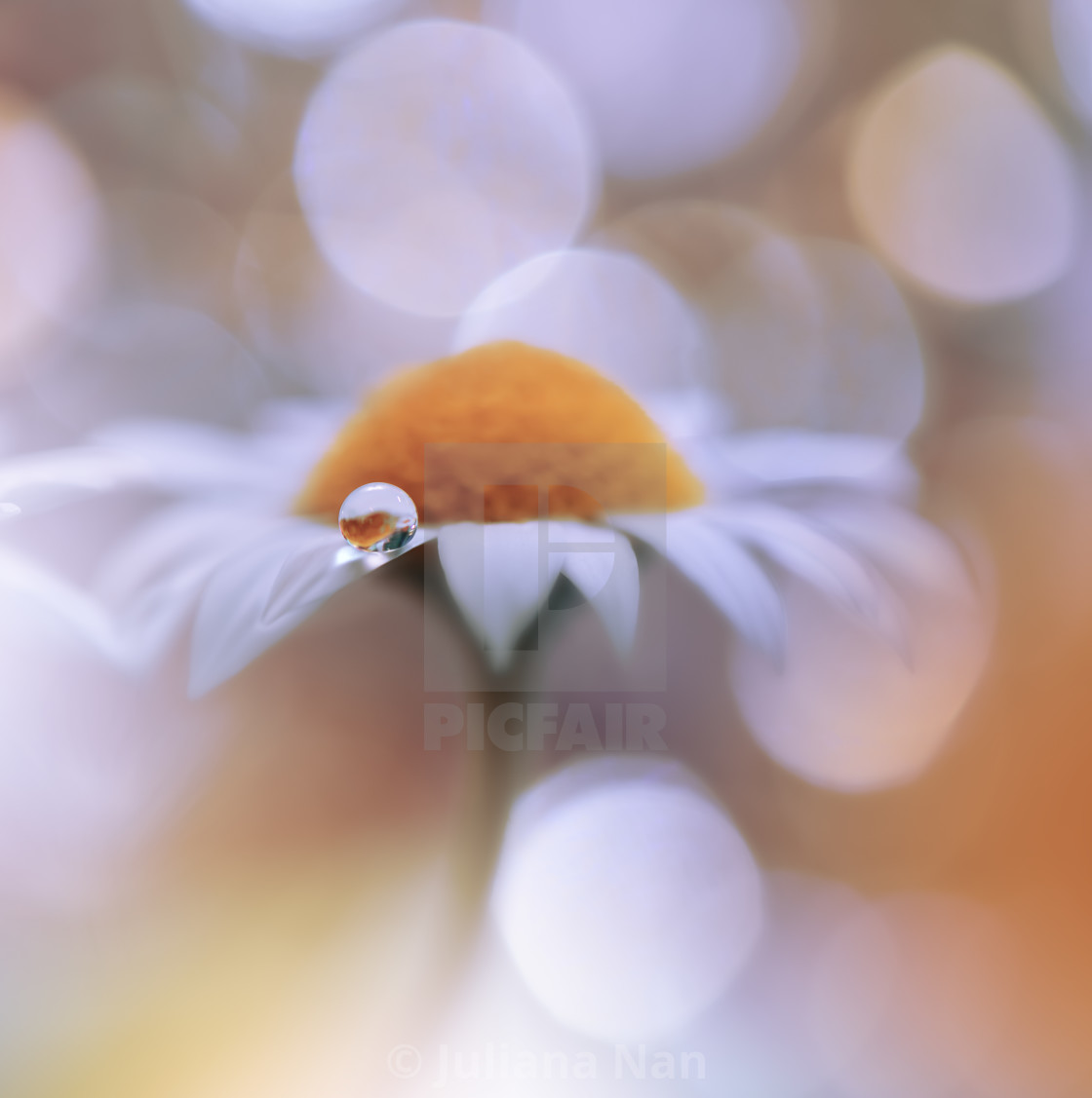 "Beautiful macro shot of magic flowers.Border art design. Magic light.Extreme close up macro photography.Conceptual abstract image.Orange and White Background." stock image