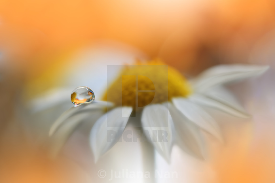 "Beautiful macro shot of magic flowers.Border art design. Magic light.Extreme close up macro photography.Conceptual abstract image.Orange and White Background." stock image