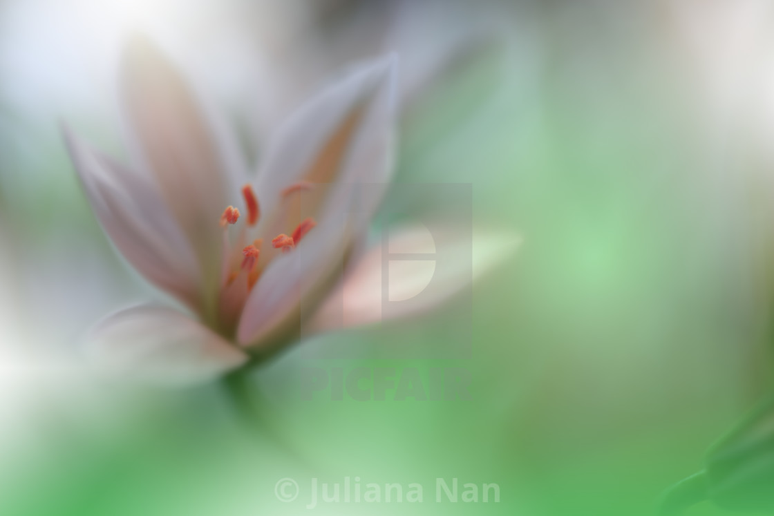 "Beautiful macro shot of magic flowers.Border art design. Magic light.Extreme close up macro photography.Conceptual abstract image.White and Green Background." stock image