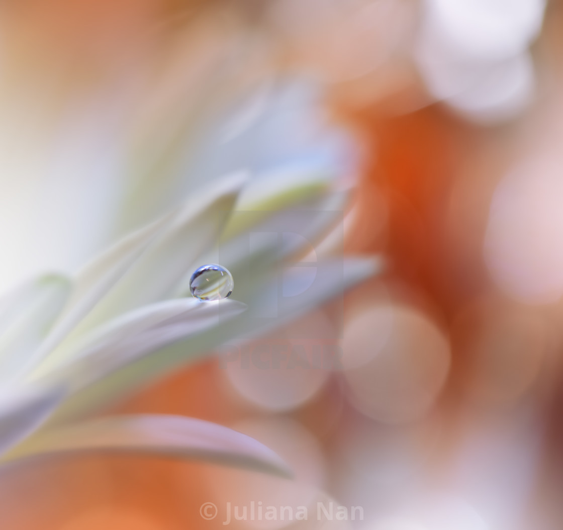 "Beautiful Macro Shot of Magic Flowers.Border Art Design.Magic Light.Extreme Close up Photography.Conceptual Abstract Image.White and Orange Background." stock image