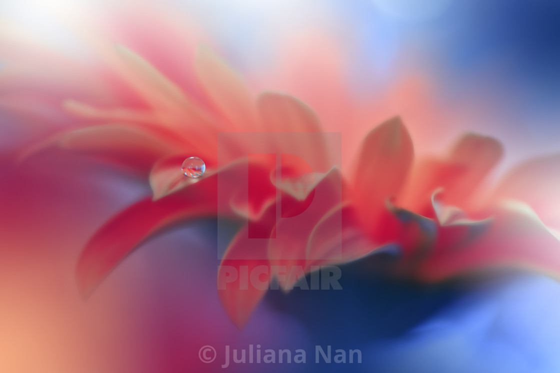 "Beautiful Macro Shot of Magic Flowers.Border Art Design.Magic Light.Extreme Close up Photography.Conceptual Abstract Image.Blue and Pink Background." stock image