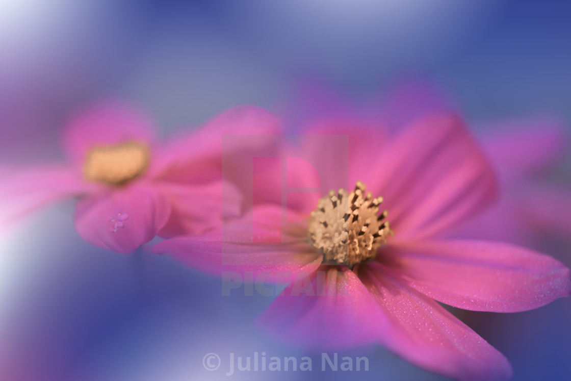 "Beautiful Macro Photo.Pink Flowers.Border Art Design. Magic Light.Extreme Close up Photography.Conceptual Abstract Image.Blue Background.Fantasy Art." stock image