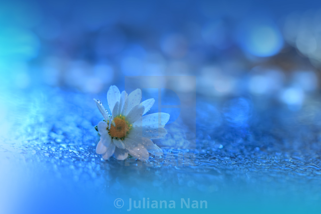 "Beautiful Macro Photo.White Flowers.Border Art Design. Magic Light.Extreme Close up Photography.Conceptual Abstract Image.Blue Background." stock image