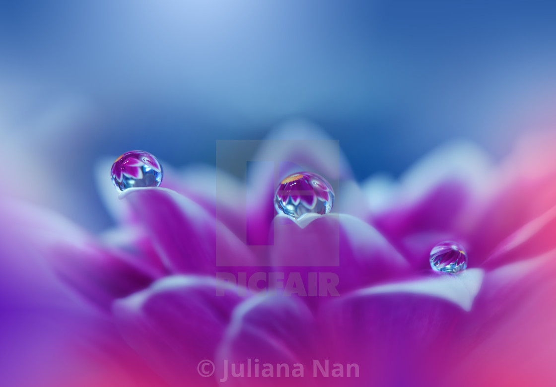 "Beautiful Macro Photo.Colorful Flowers.Border Art Design.Magic Light.Close up Photography.Conceptual Abstract Image.Violet and Blue Background." stock image