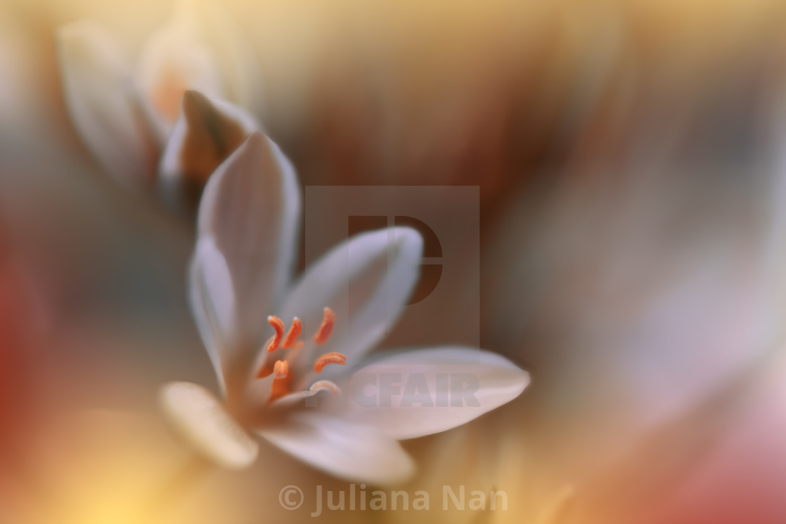 "Beautiful Macro Photo.Magic Flowers.Border Art Design. Extreme Close up Photography.Conceptual Abstract Image.Golden Background.Fantasy Art." stock image