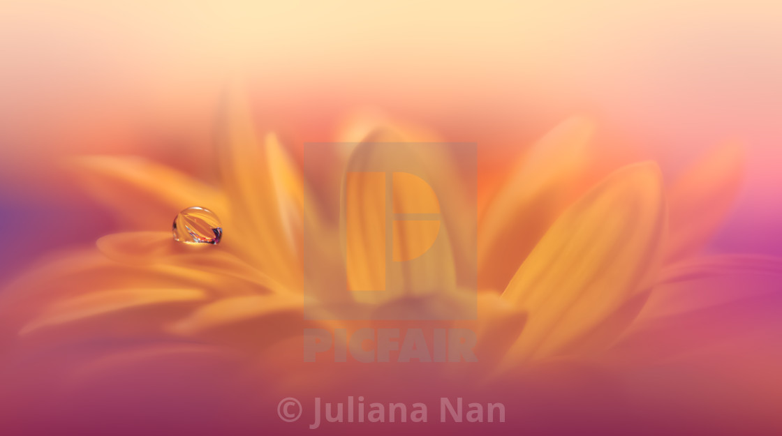 "Beautiful Macro Photo.Dream Flowers.Border Art Design.Magic Light.Close up Photography.Conceptual Abstract Image.Yellow and Orange Background.Fantasy Floral Art." stock image