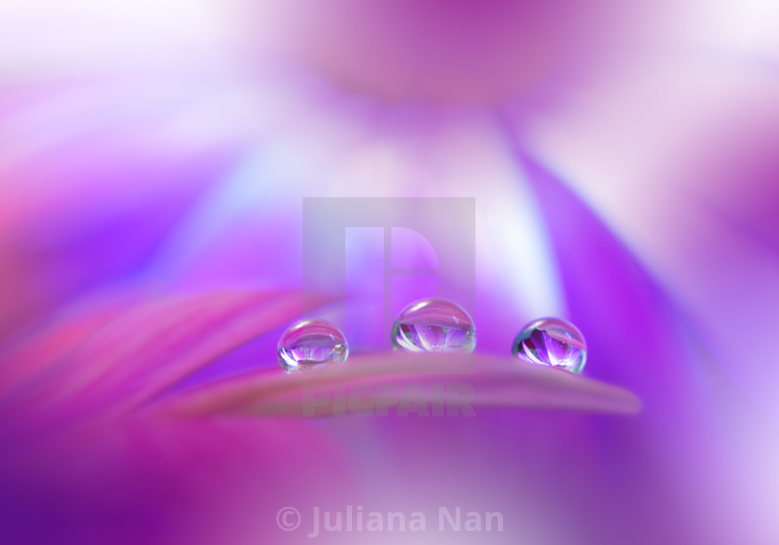 "Beautiful Macro Photo.Dream Flowers.Border Art Design.Magic Light.Close up Photography.Conceptual Abstract Image.Violet and Pink Background.Fantasy Floral Art." stock image