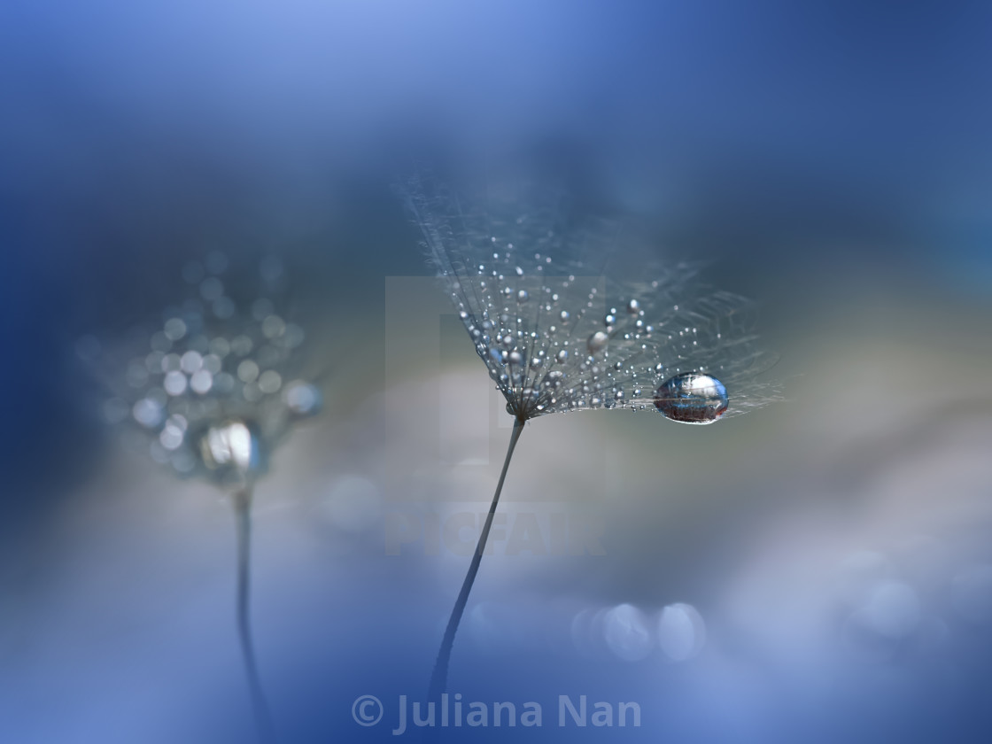 "Beautiful Nature Background.Floral Art Design.Abstract Macro Photography.Pastel Flower.Dandelion Flowers.Blue Background.Creative Artistic Wallpaper." stock image