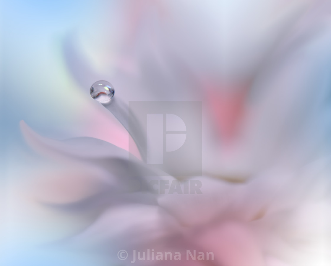 "Beautiful Macro Photo.Colorful Flowers.Border Art Design.Magic Light.Close up Photography.Conceptual Abstract Image.White and Blue Background.Fantasy Floral Art." stock image