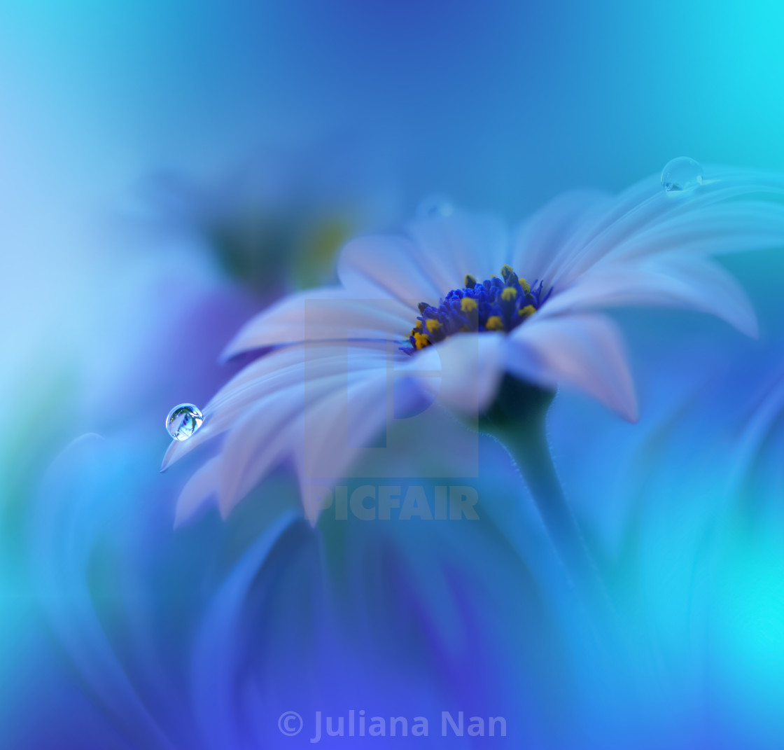 "Beautiful Macro Photo.Colorful Flowers.Border Art Design.Magic Light.Close up Photography.Conceptual Abstract Image.White and Blue Background.Fantasy Floral Art." stock image